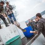 wspolne-zarybienie-szwaderki-jesien2013-11
